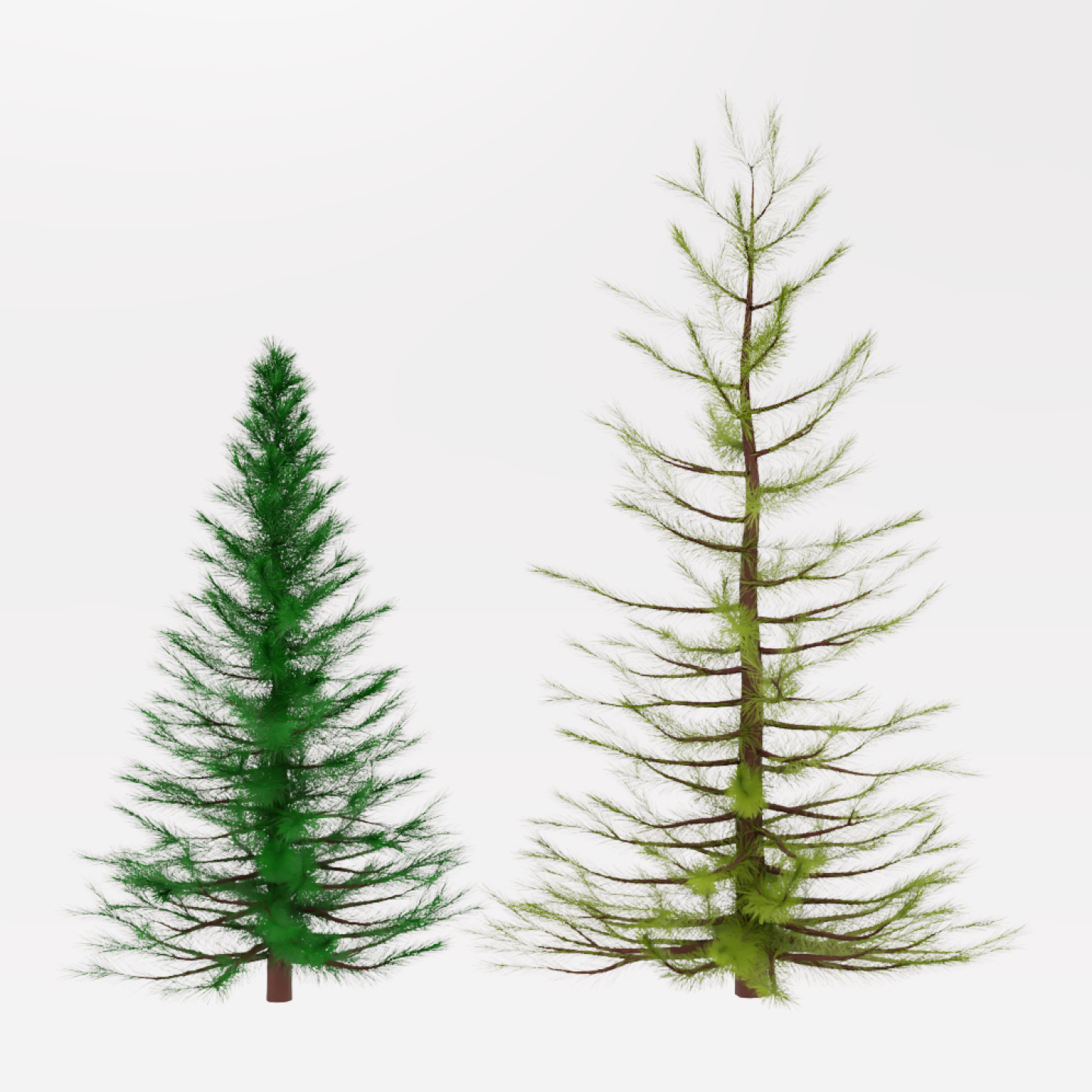 Two types of pine tree prototypes
